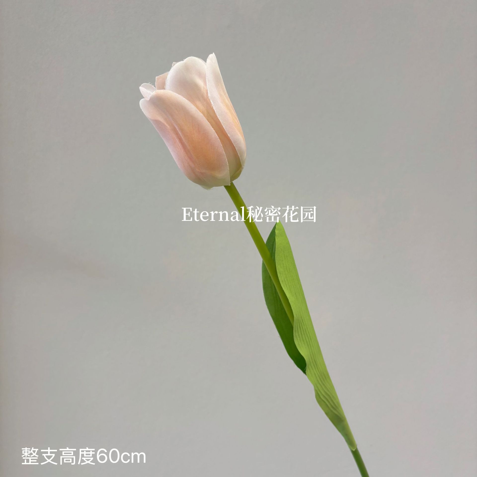 샴페인 컬러의 단일 튤립