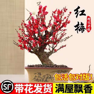 �t÷�����Ԙ����҃����̨����ͥԺ�����ļ��ͺ�ֲ���Ϙ��辰�D÷