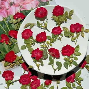 ��֦������tõ�� �ɻ�����ֲ��˱�DIY�������R����޹Ϟ�TѺ��