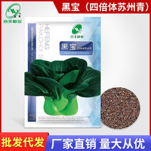 黑宝四倍体苏州青种子耐热青梗菜种籽黑叶矮脚油菜蔬菜籽种孑批发