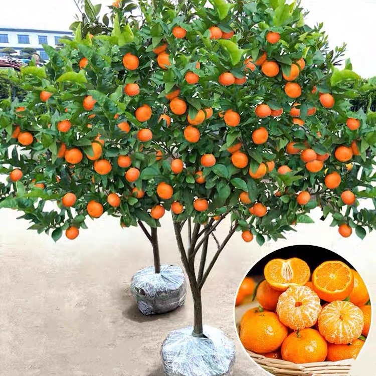 特早熟蜜桔苗桔子树苗大树带土南北方盆栽嫁接无籽蜜橘当年结果