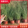 青州园林花海绿化草盆