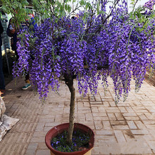 紫藤花树苗爬藤植物攀援花卉庭院围墙四季开花蔓藤紫藤萝花苗盆栽