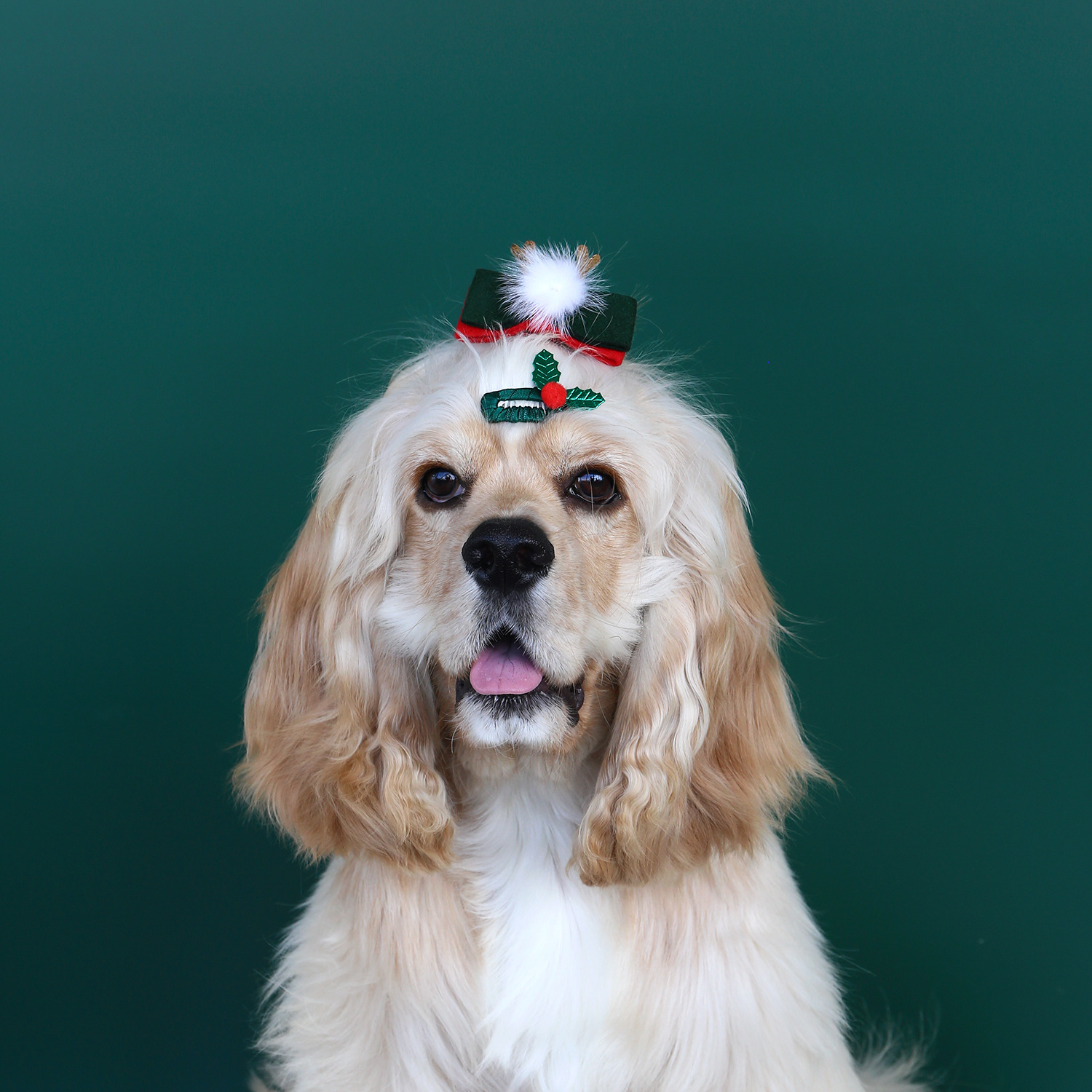 2024 mascotas navideñas peludos perros gatos peludos