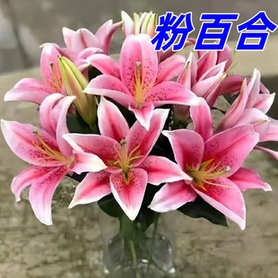 Pink Perfume Lily Flowers Wholesale for Home Use, Mother's Day Floral Materials, Direct Delivery from Yunnan, One-Piece Dropshipping Flower Buds