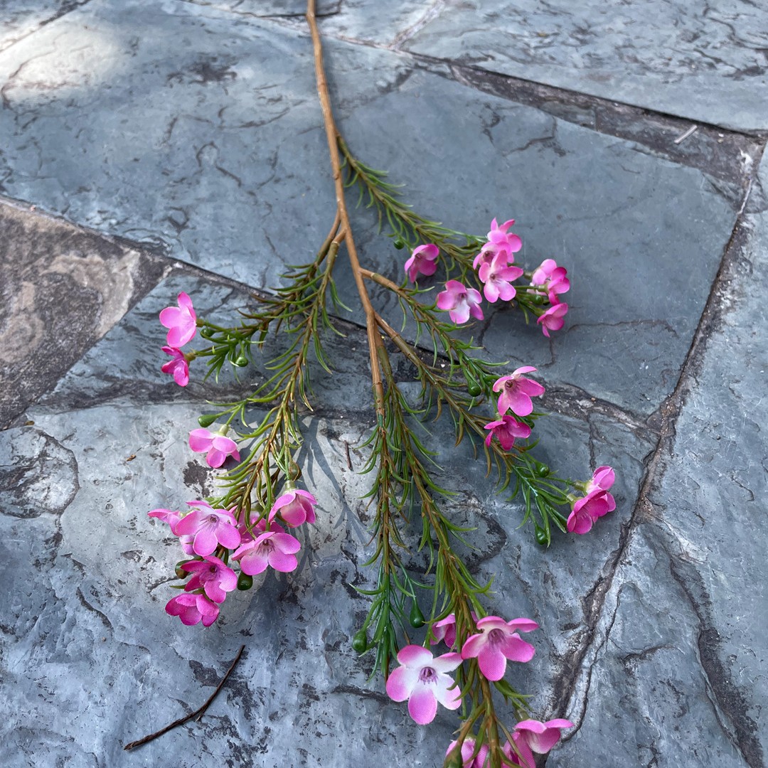 Polvo persa wintersweet Nórdico