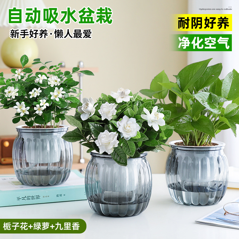 [인기 패키지] 치자나무 + 포토스 + 구리샹