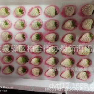 Strawberry Sponge Packaging / Turnover Strawberry Sponge Packaging / Bubble Wrap Strawberry Sponge Packaging / Buffer Strawberry Sponge