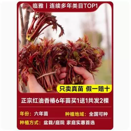Tuona (Toona sinensis) красно-листная саженец, съедобные ароматные весенние почки — саженцы 1–12 лет, 40–110 см