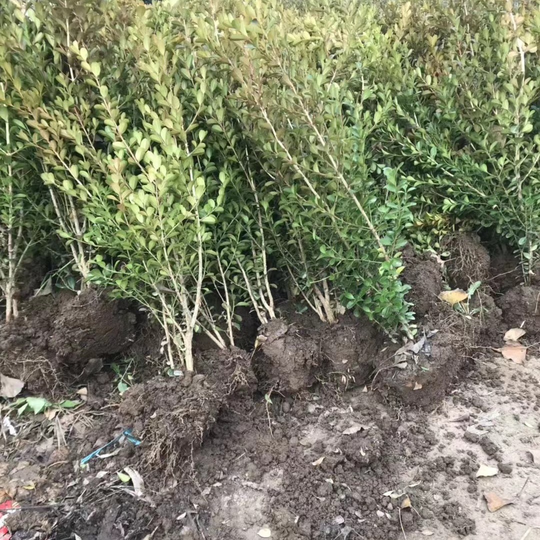 批发黄杨苗基地直销瓜子黄杨苗黄杨小苗小叶黄杨黄杨球苗四季常青