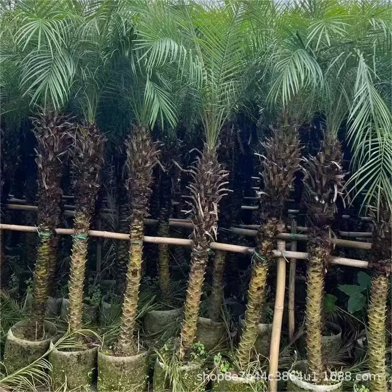 Игла Квай Красивая игла Квай сторона реки шипа Квай оптовая продажа Высота полюса 100-300 см