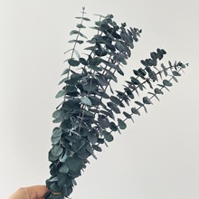 ������������r���ȼ����~��ɫͩ�X��ֲ������diy�����b[��