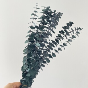 ������������r���ȼ����~��ɫͩ�X��ֲ������diy�����b[��