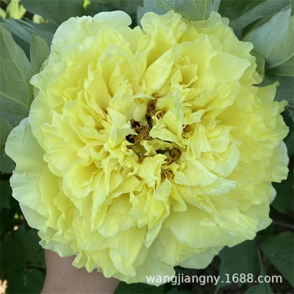 Оптовая продажа Four Seasons богатая рассада пиона декоративные цветы Осенняя рассада пиона в горшках комнатные и наружные зеленые сорта растений