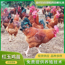 山東廠家出售脫溫幼雞苗  紅玉雞苗養殖場 紅玉九斤大紅公雞苗