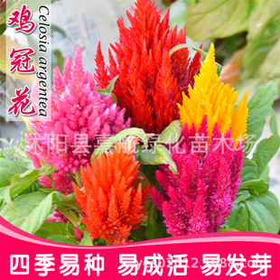 �Pβ�u�ڻ��N�ӻ�ɫ�����ͺ�ͥԺ�����ļ��N�׻���Ƞ��u�ڻ���