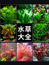 ˮ��ֲ���~��ˮ���쾰���ˮ���ˮ�Ųݸ׾Gֲ��������~������