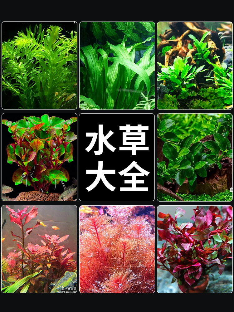 Водные растения для ландшафтного дизайна аквариума, живые водные растения, настоящая трава, водный гиацинт, зеленые растения, негативный пенниворт, рыбная трава для начинающих.