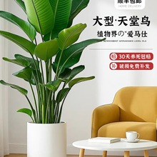 天堂鸟客厅绿植盆栽室内大型植物真花卉鹤望兰办公室落地好养