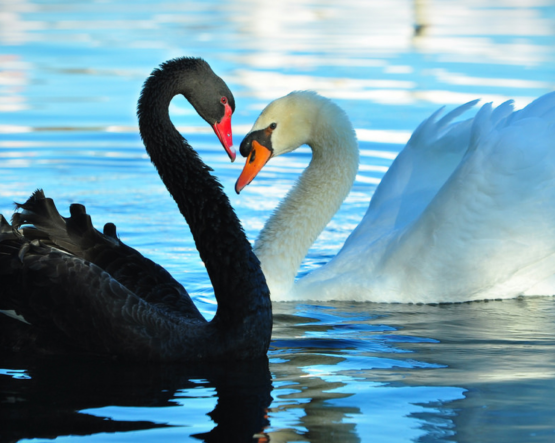 Cross-border 5d Amazon diamante pintura pegatinas hecho a mano DIY animal ladrillo pintura sala de estar pintura decorativa pegatinas al por mayor