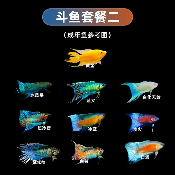 Package 2 [10 varieties] Fish fry a total of 10 2-3cm