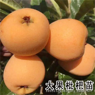 �L�����˼޽����˹����������˘�����ϱ������Ե��Ԯ���Y����
