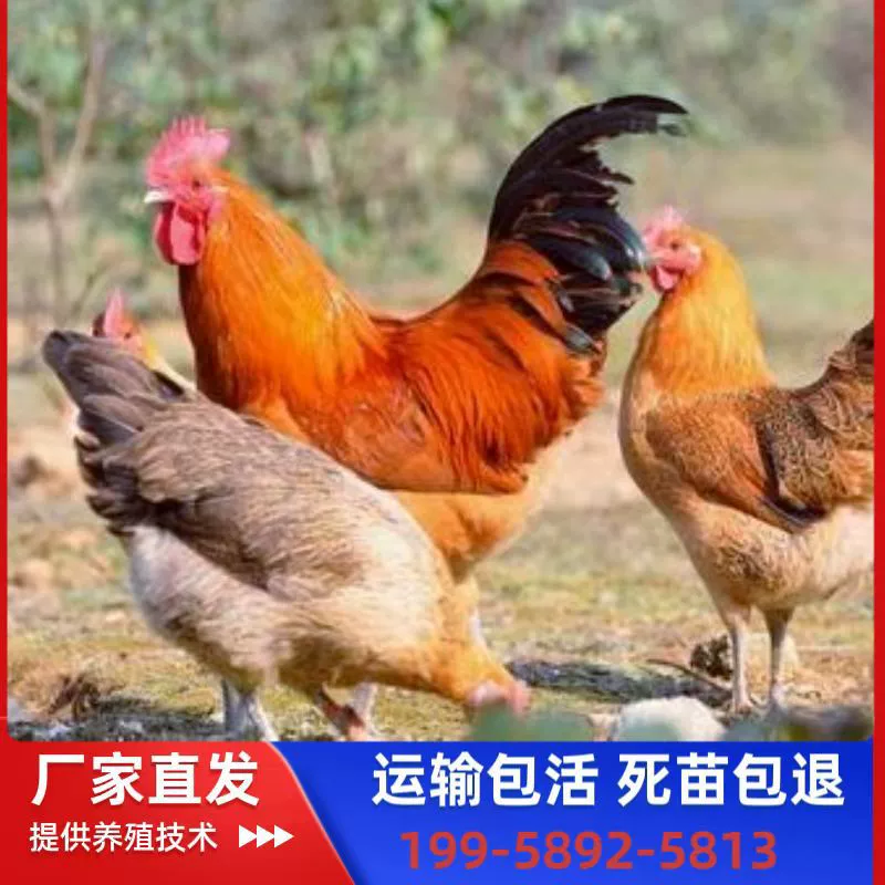 Большие цыплята-бройлеры с зелеными лапками, крупные петухи с красной куроносой и красным оперением, быстрорастущие цыплята, живые цыплята.