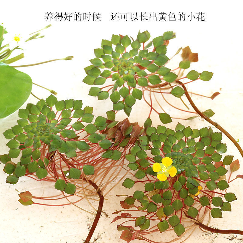Fish tank purified water duckweed water duckweed aquatic plant…