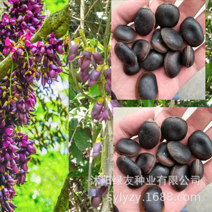 �S��ֱ���ļ����G�ٱ�ֲ�������ٷN�Ӽ�ͥ�@ˇ�o�¾G���N�Ӵ�ȫ