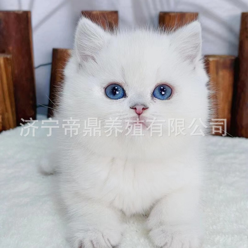 Live Cat Pure White Napoleon Cat Kitten Live Animal Silver Shaded Cat Kitten Chinchilla Cat American Shorthair Cat Live Cat Pure White Napoleon Cat Kitten Live Animal Silver Shaded Cat Kitten Chinchilla Cat American Shorthair Cat