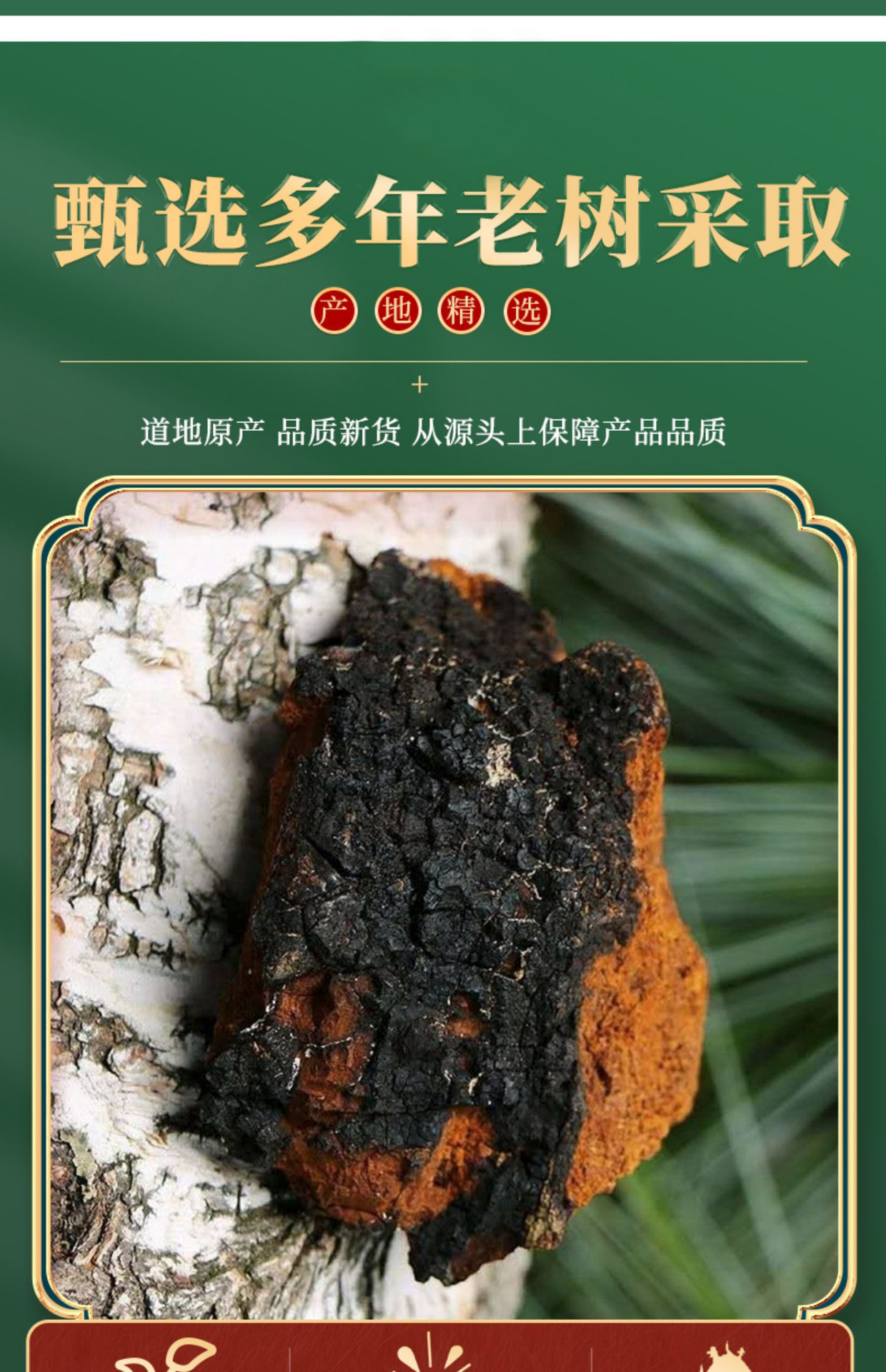 Wild Chaga Mushroom Raw Chunks 40g Long White Mountain Inonotus obliquus Herbal Tea quality and texture
