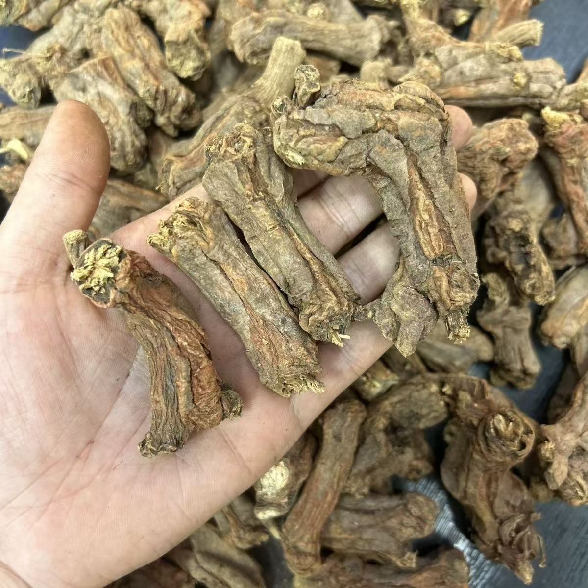 Dried Danshen Root Heads Dan Shen Whole Salvia miltiorrhiza for Decoction 500g in use