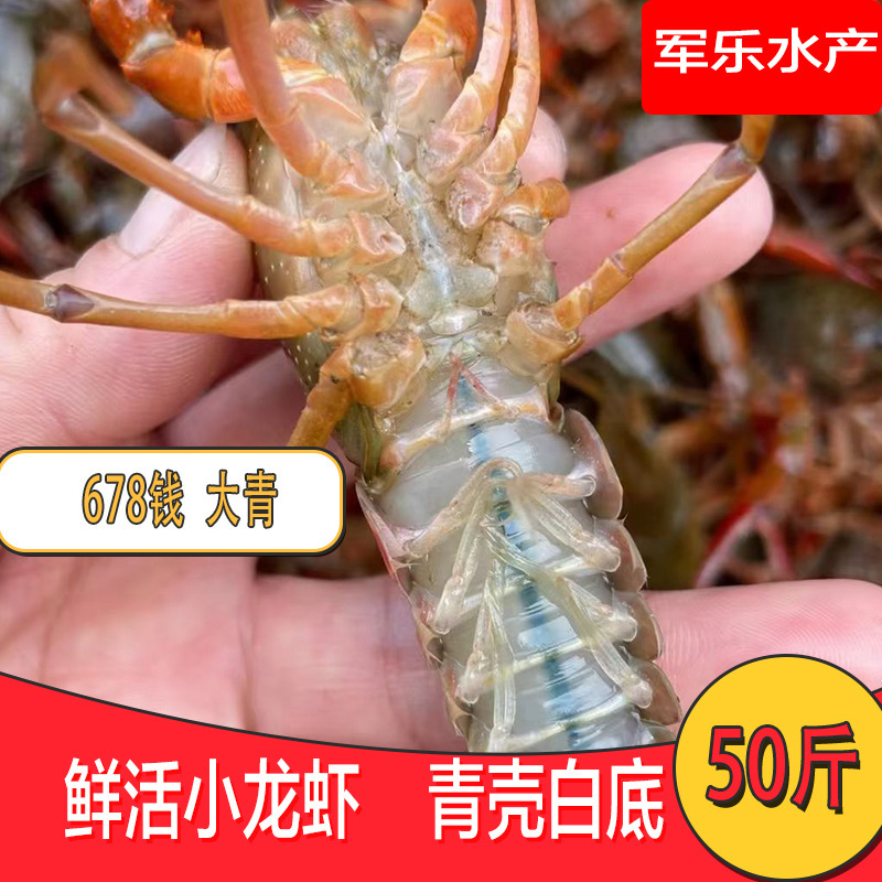 Hubei Honghu Fresh Live Crayfish Wholesale 25kg Aquatic Market Commercial 678 Qian Daqing Live Green Shell Live Shrimp