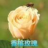 Rose seeds four seasons of indoor potted flowers seeds, all kinds of easy -to -grow live outdoor flowers green plant flower seeds