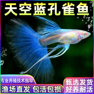 天空蓝孔雀鱼孕母小型热带鱼凤尾鱼精品纯种淡水好养耐活观赏鱼