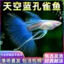纯种精品凤尾鱼孔雀鱼天空蓝