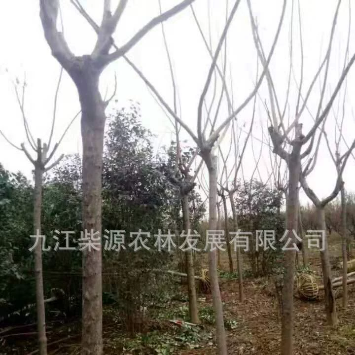 Поставка семян дерева-факела Канада, саженцы дерева-факела, дерево-факел 100cm пять пальцев