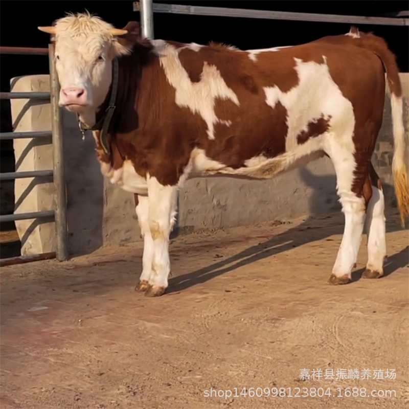 牛犊多少钱一头