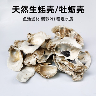 Natural Oyster Shell oyster shell koi fish pond filter material stable pH plus calcium water quality acid and alkali fish tank filter material