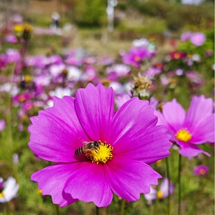 ��˹�շN�Ӹ�ɣ�������ļ�С���Ի����l�S�ҷ��bС�����ܷN��