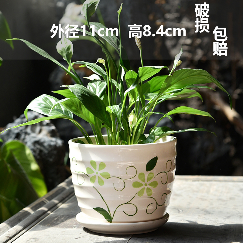 작은 크기와 봄의 느낌이 가득한 임펄스