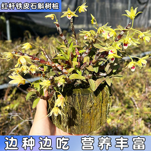 �t�U�FƤʯ���䘶�N�Î�ľ�^�l؛�������ԾGֲʯ���绨�N��