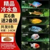 【Cold Water Fish】Buy 6 get 2 free