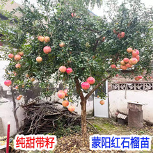 耐寒带籽大果蒙阳红石榴树树苗南方北方种植老桩庭院造景果树果苗