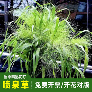 ��Ʒ��Ȫ�ݷN�ӷՇ���ݻ��Ŀ��л��������͟�ݷN������ͥԺ�Nֲ