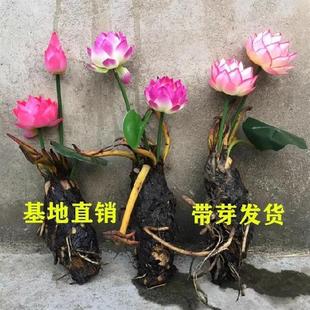 Pond Water Lily Lotus Fish Tank Water Lily Root Block with Buds Four-Season Potted Hydroponic Plants Courtyard Water Lily Seedlings