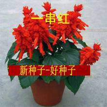 一串红种子盆栽花卉高串红矮串红爆仗红象牙红景观花草植物