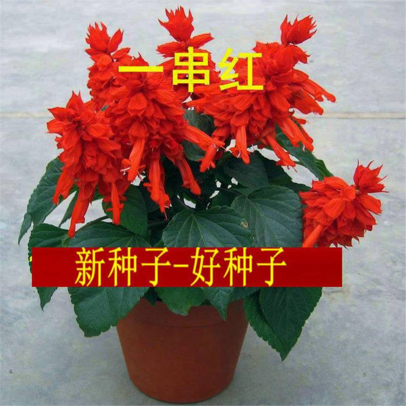 一串红种子盆栽花卉高串红矮串红爆仗红象牙红景观花草植物