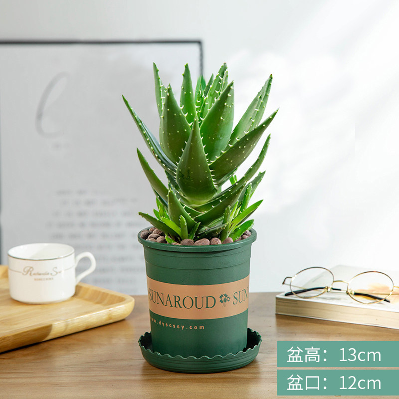 Night city aloe [gallon pot] comes with fertilizer