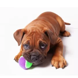 狗狗玩具;球类;网球